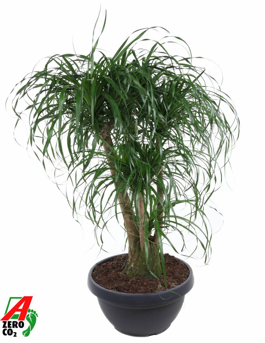 Beaucarnea vertakt P55 - 3ft, D 55