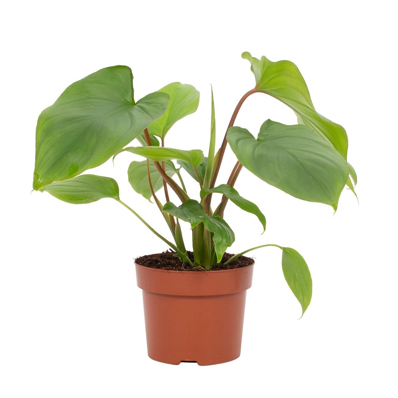 Homalomena Rubescens Maggy 12cm, D 12