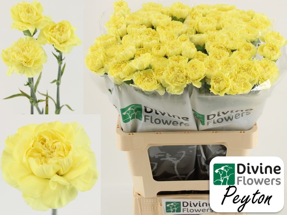 Диантус од. Пейтон+, шт.