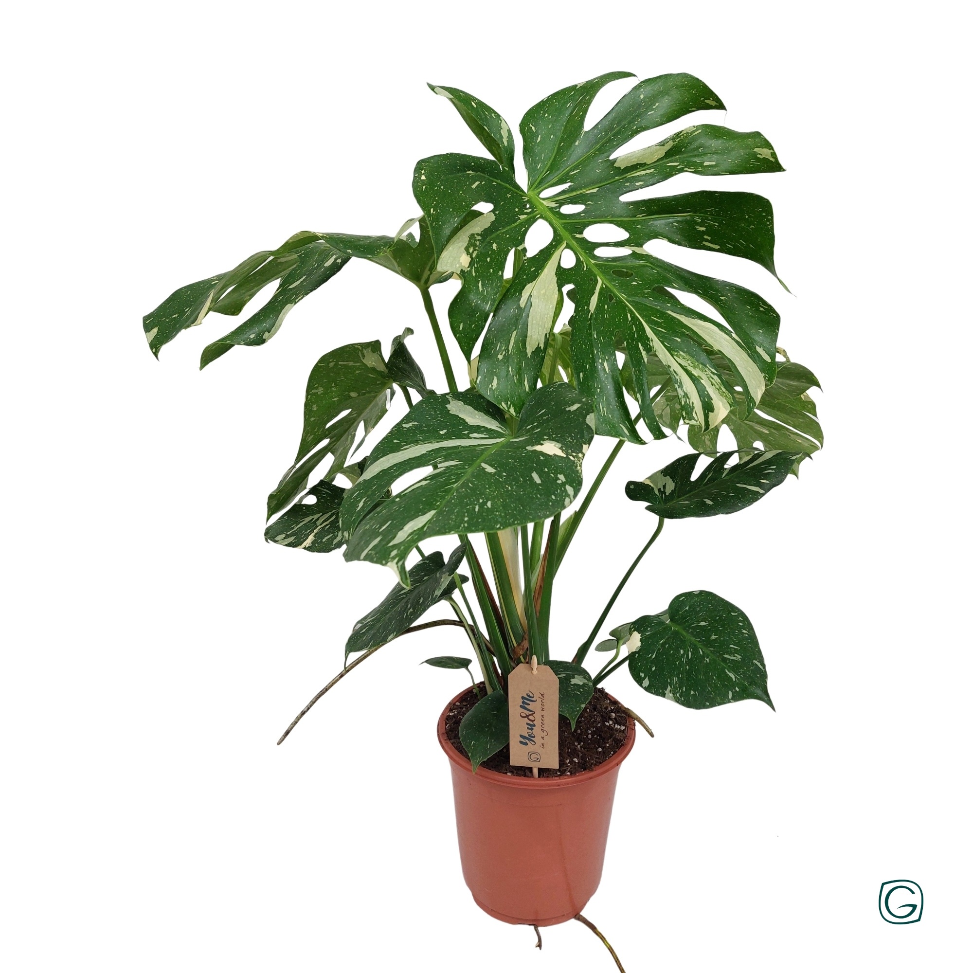 Monstera Thai Constell. 2stek p21, D 21