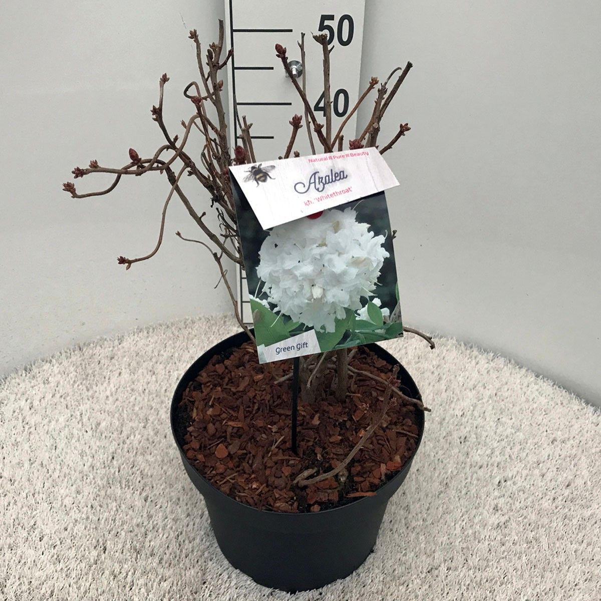 Rhodo. (AK) 'Whitethroat' white/yellow heart, D 29