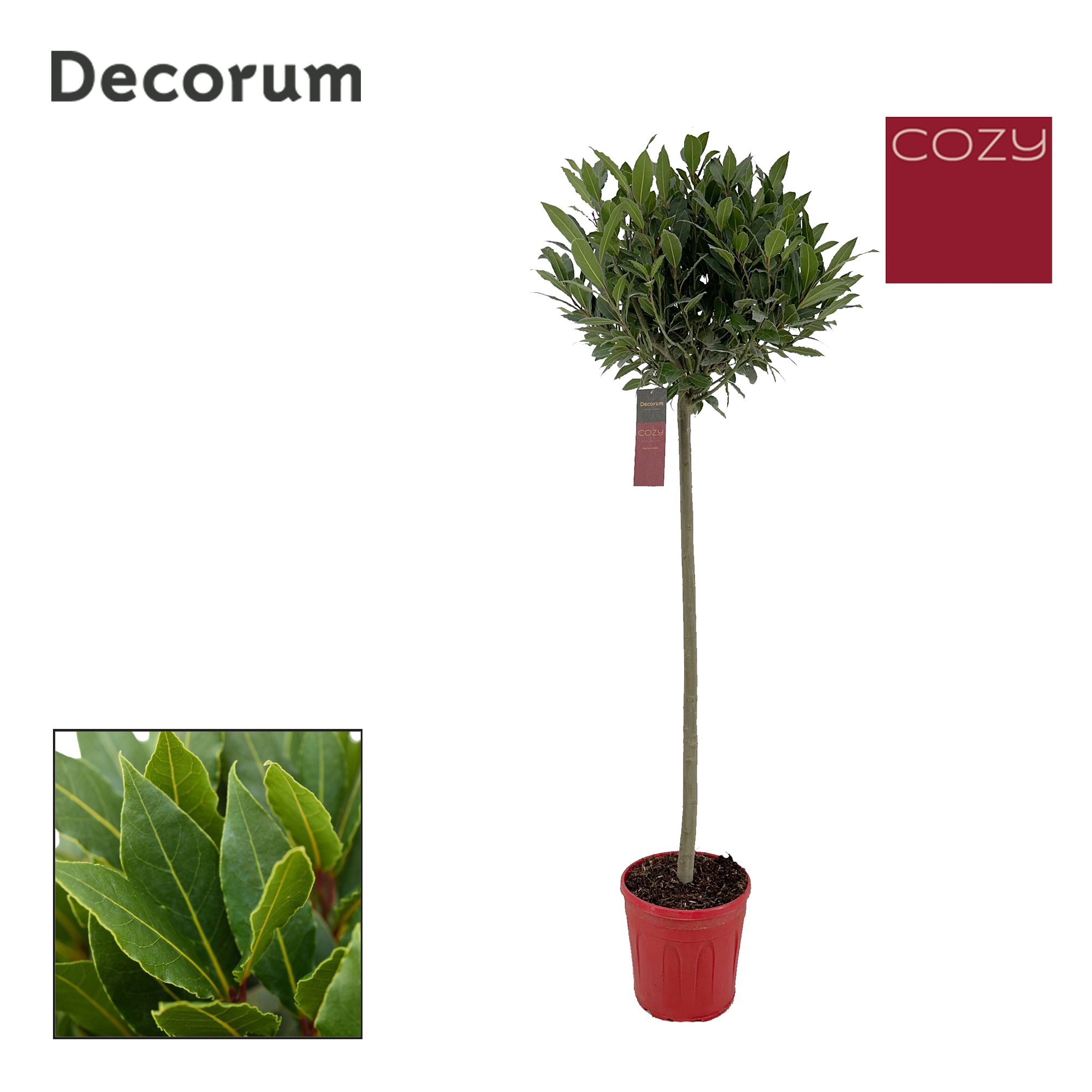 Laurus nobilis Bol op stam, D 25 cm