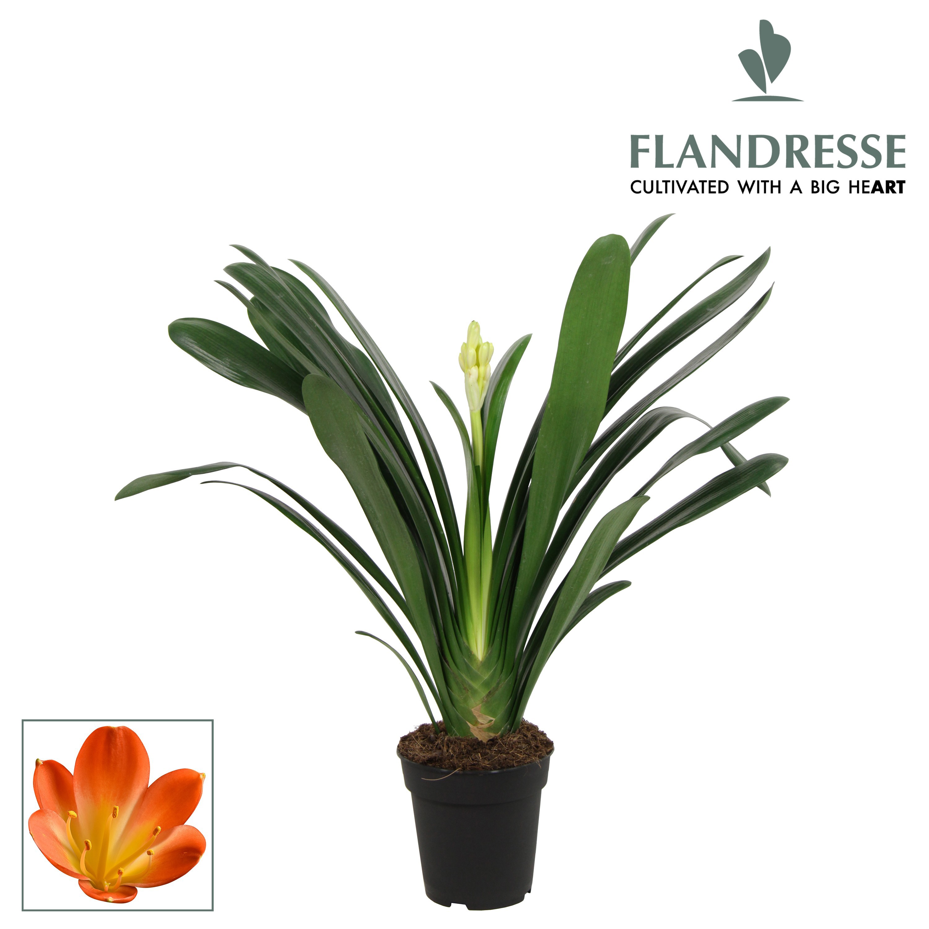 Clivia Flandresse® Strong! Extra orange, D 15