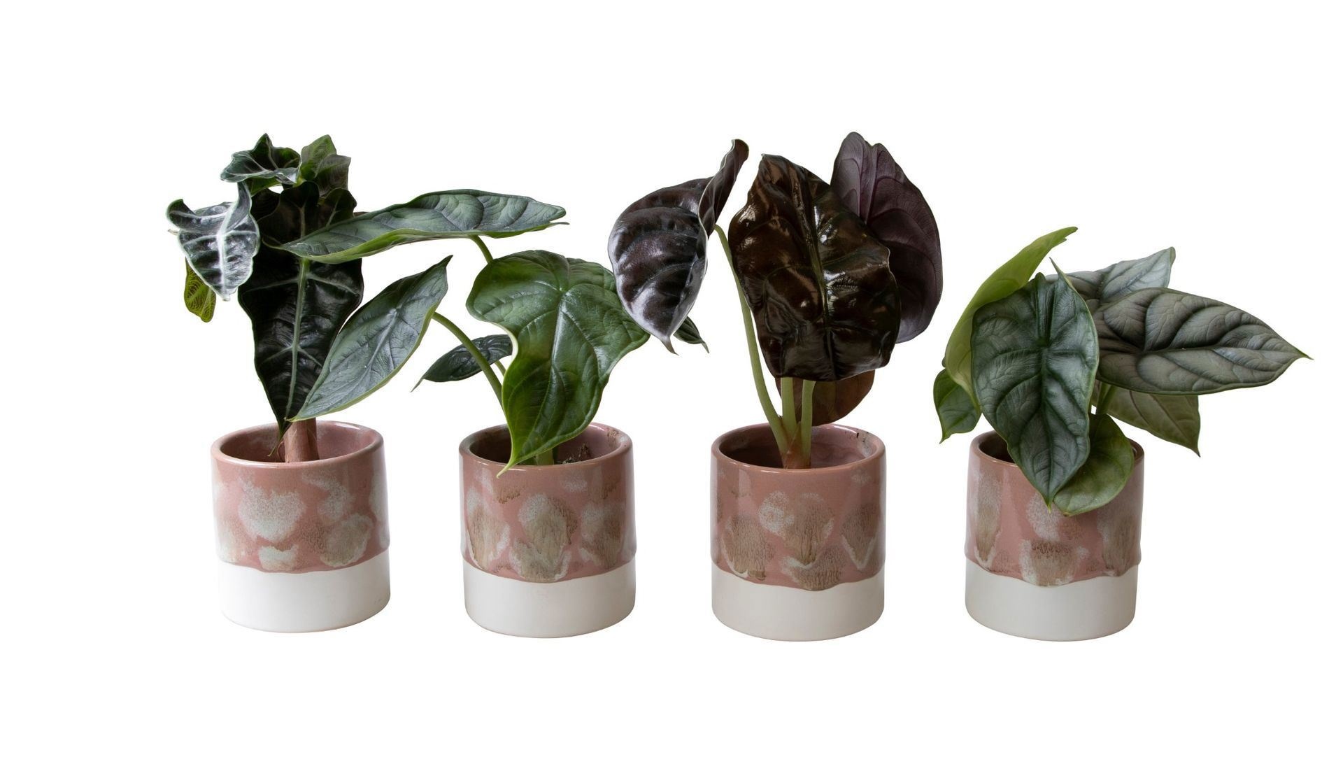 L 65827 with Alocasia Mix 6 cm, D 6