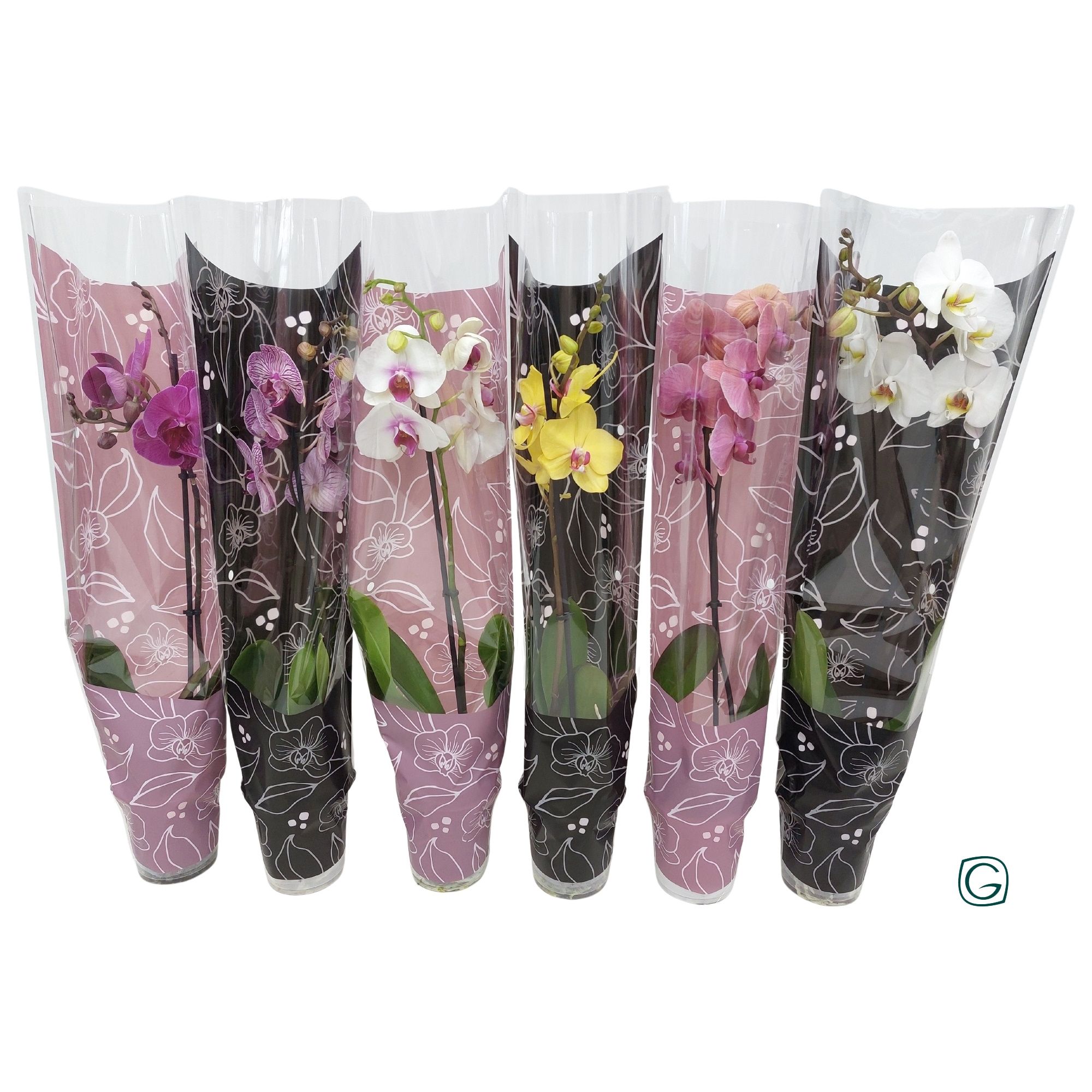 Phal. 1 tk mix Glamour mix, D 12