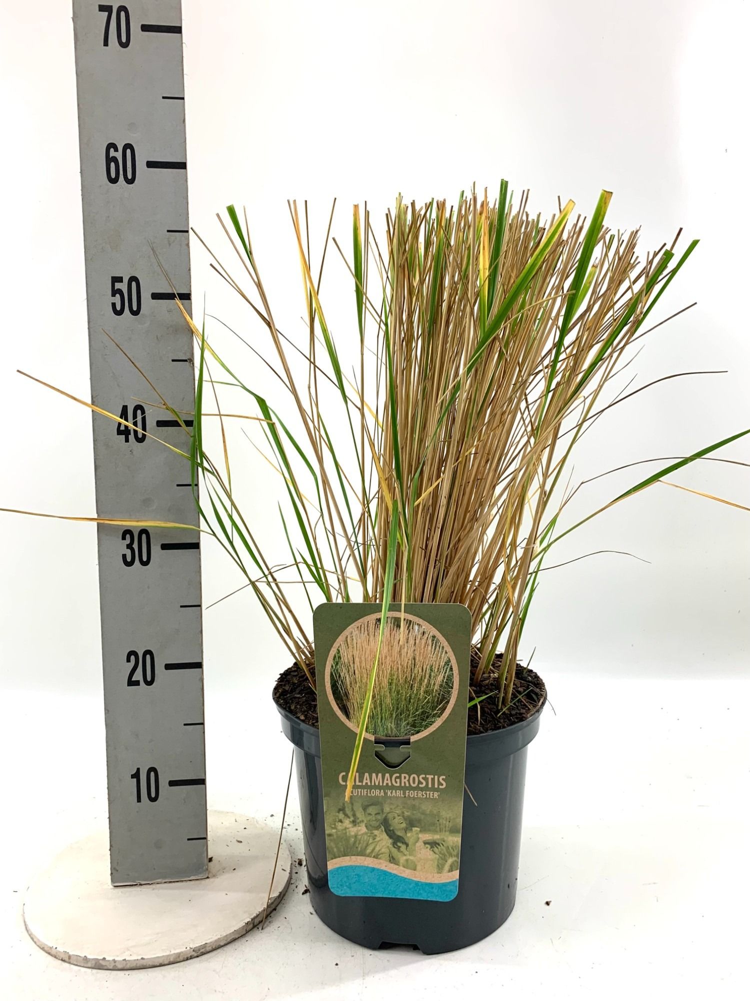 Calamagrostis acu. 'Karl Förster', D 23