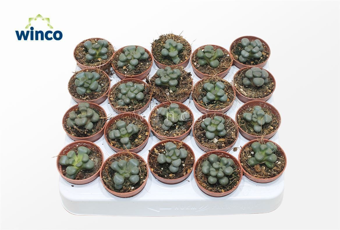 Aloinopsis Schoonesii, D 5,5 cm