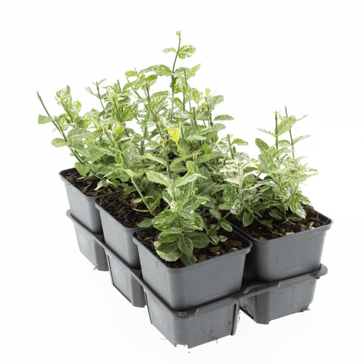 Euonymus fort. 'Harlequin', D 9 cm