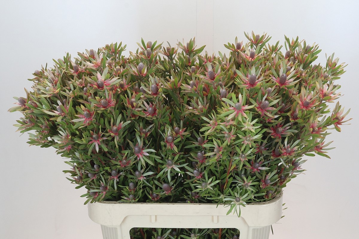 Леукадендрон Стар Перл 80, шт.