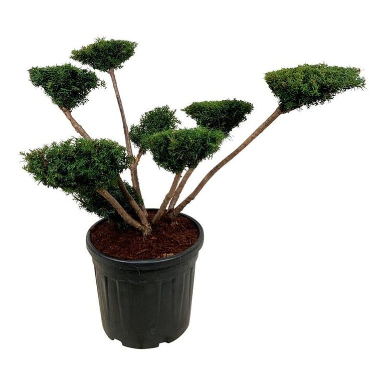 Taxus media 'Farmen', D 50