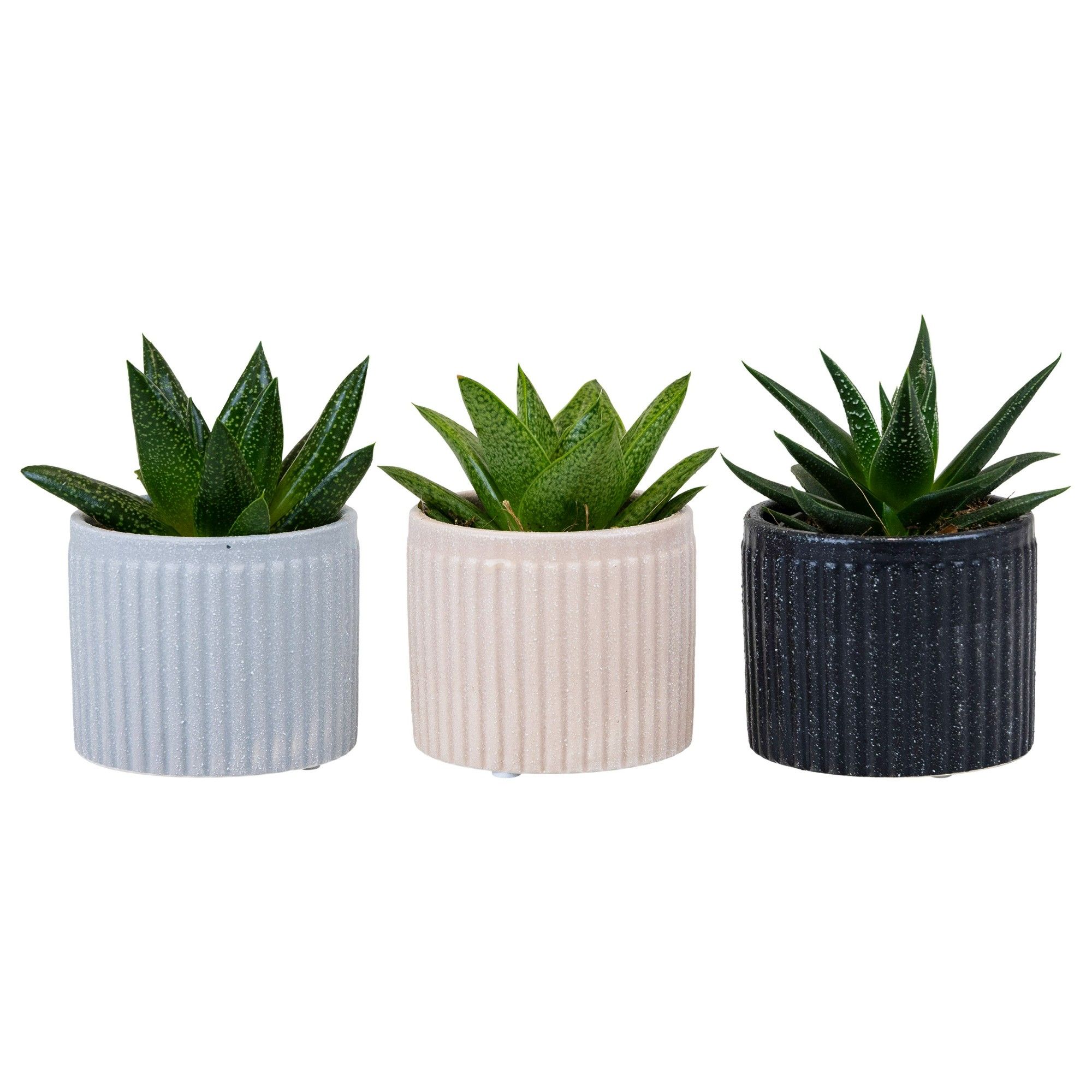 Sandy Line with Succulent mix, D 6