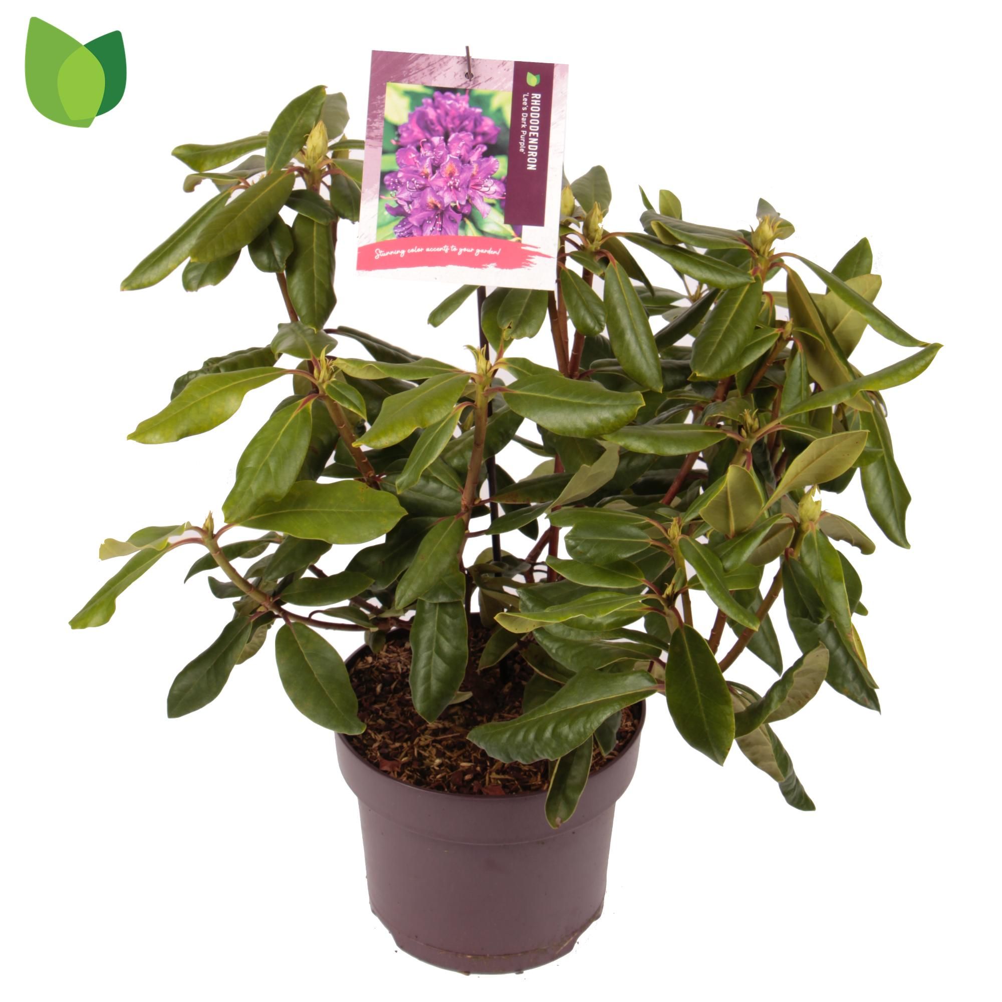 Rhododendron 'Lee's Dark Purple' C5/P23, D 23