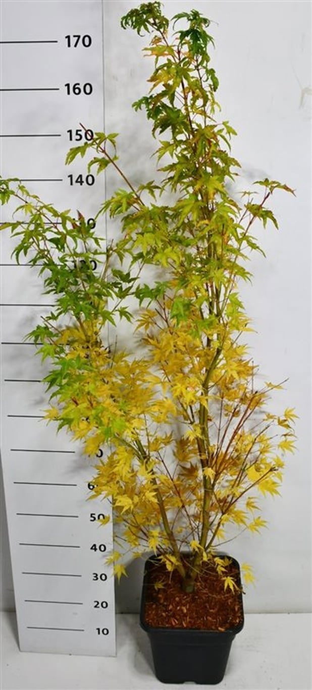 Acer pal. 'Sangokaku', D 32