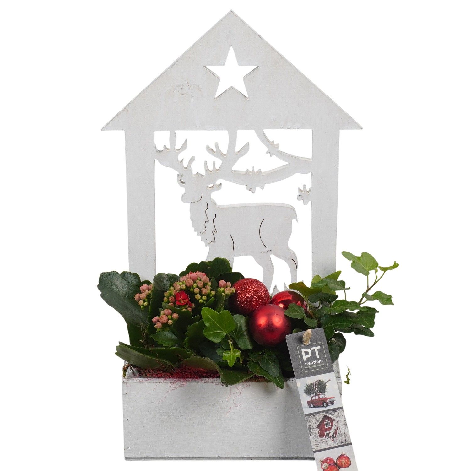 PTCHR7407 Arrangement Christmas Red in houten pot, D 16 cm