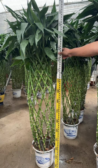 Драцена сандериана олл бамбук каге 30 160