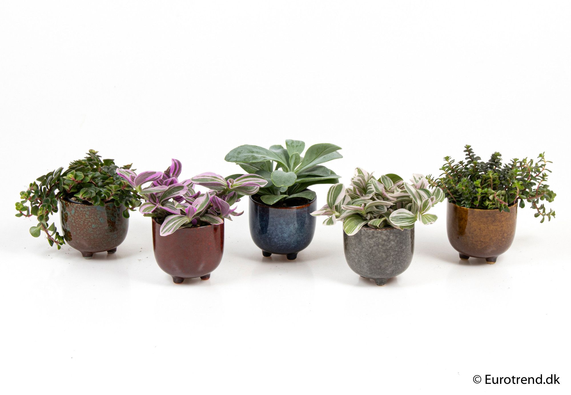 Green mix in ceramic - New Look 2025, D 6