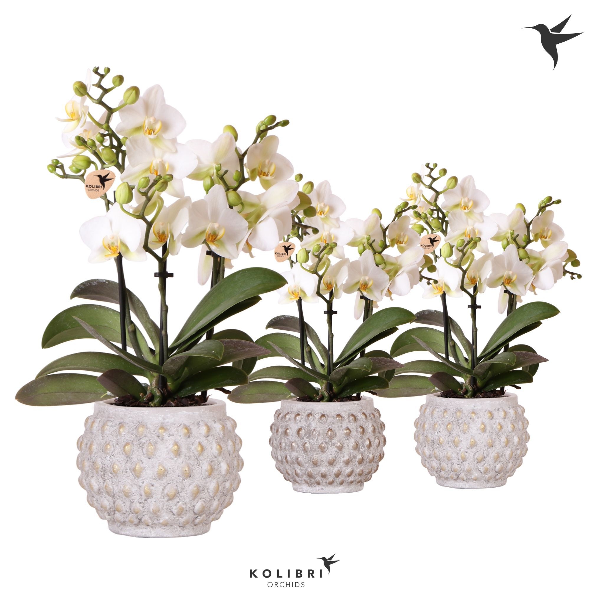 Kolibri Orchids Phalaenopsis Blossom Lausanne 3 spike in Marrakesh gold/copper mix, D 9