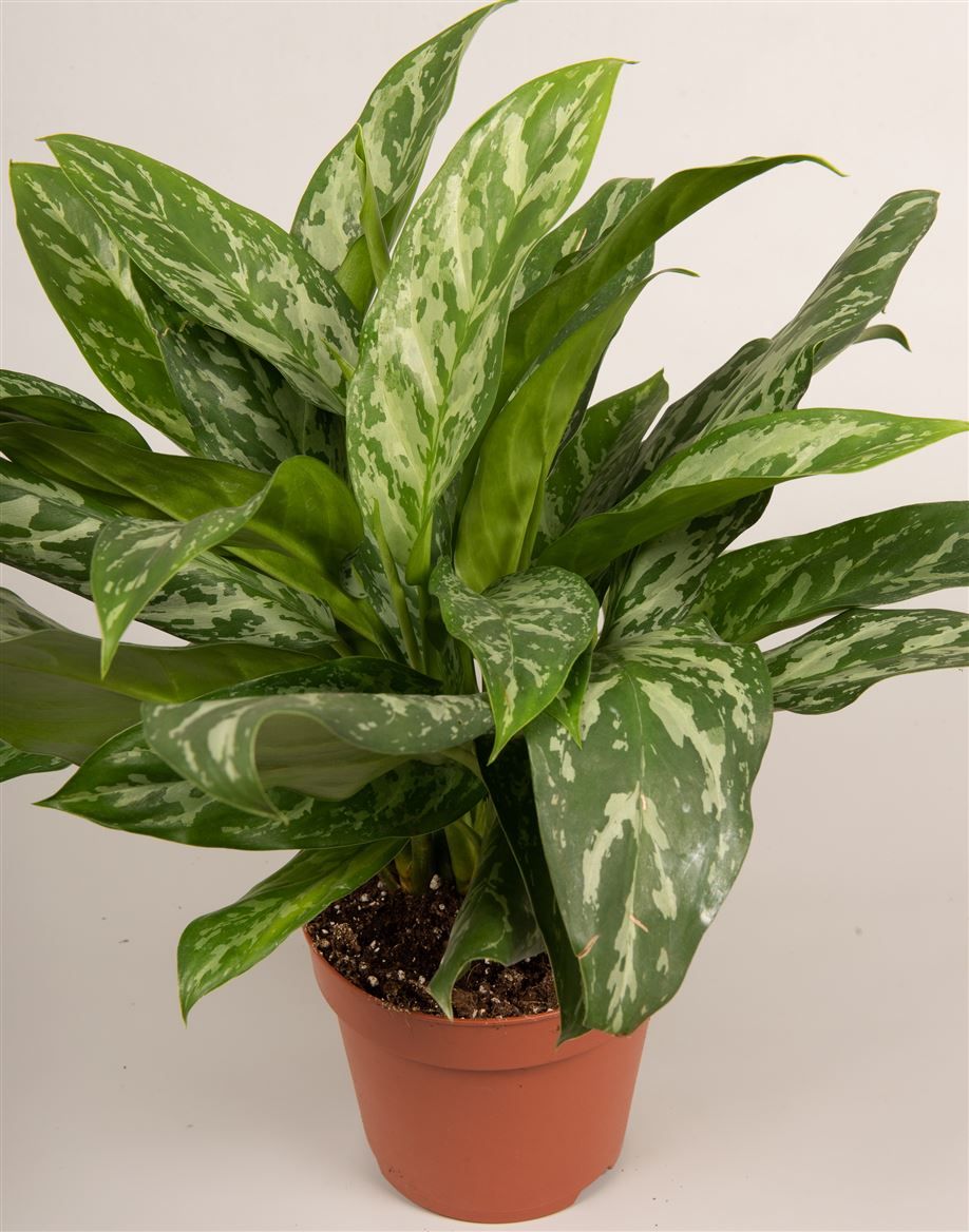 Aglaonema 'Green Lady', D 17