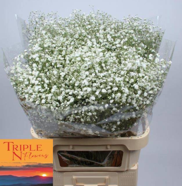 Гипсофила Экселенс 80, шт.