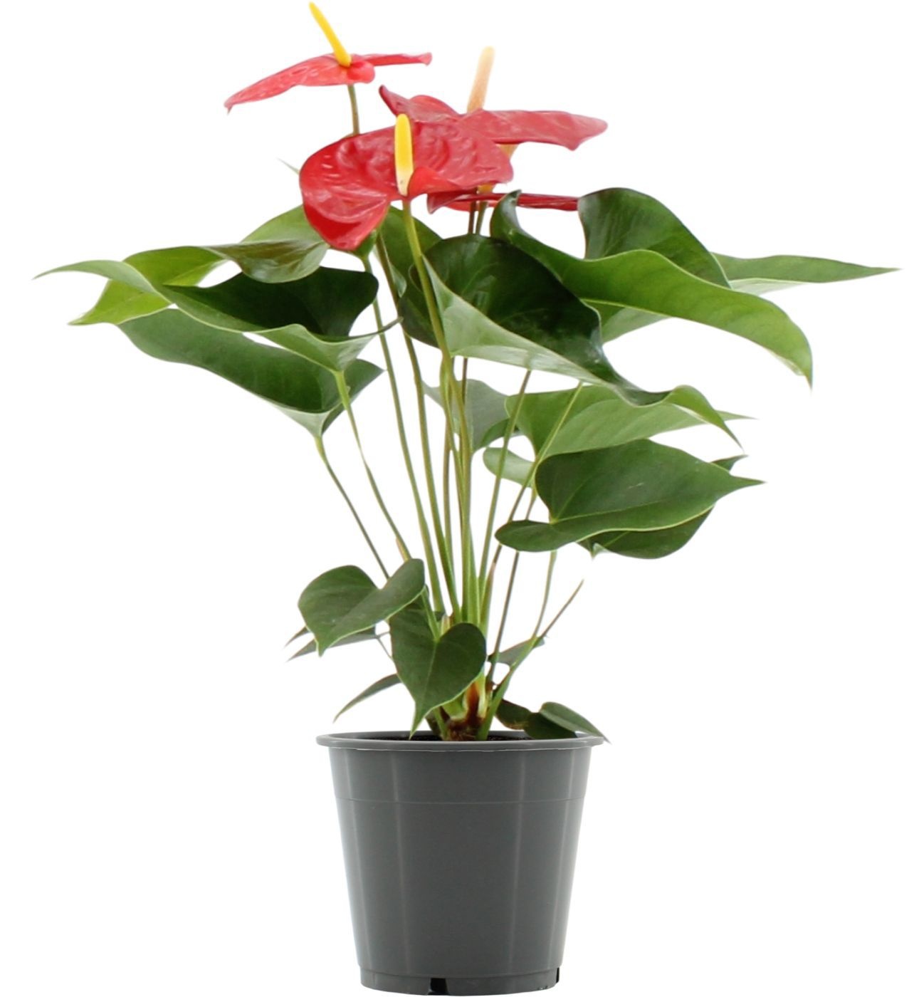 Anthurium 12 cm Everio in transparant sleeve, D 12