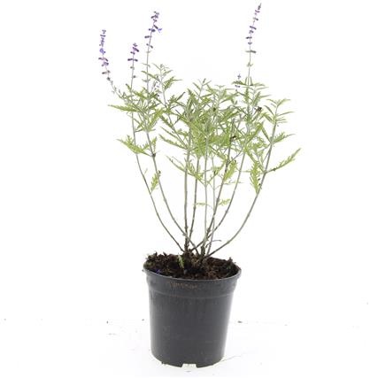 Perovskia 'Blue Spire', D 14 cm