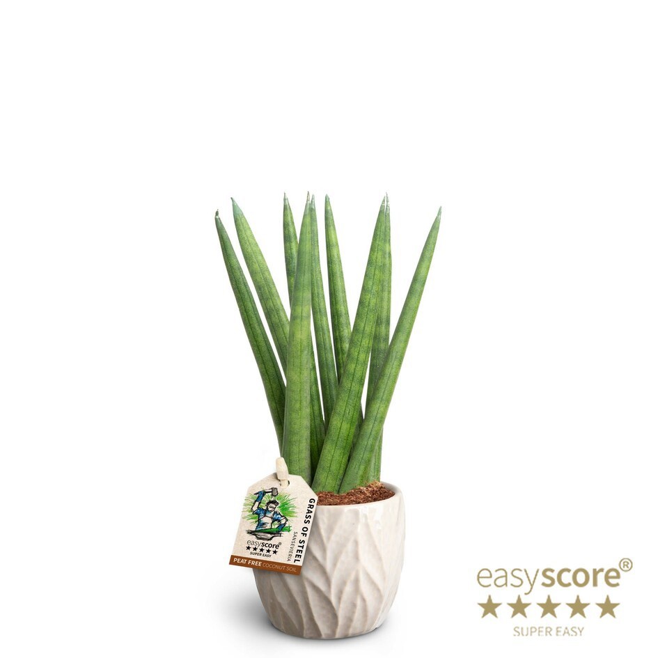 Leaf Sand, Sansevieria cylindrica ´Spaghetti´, D 7