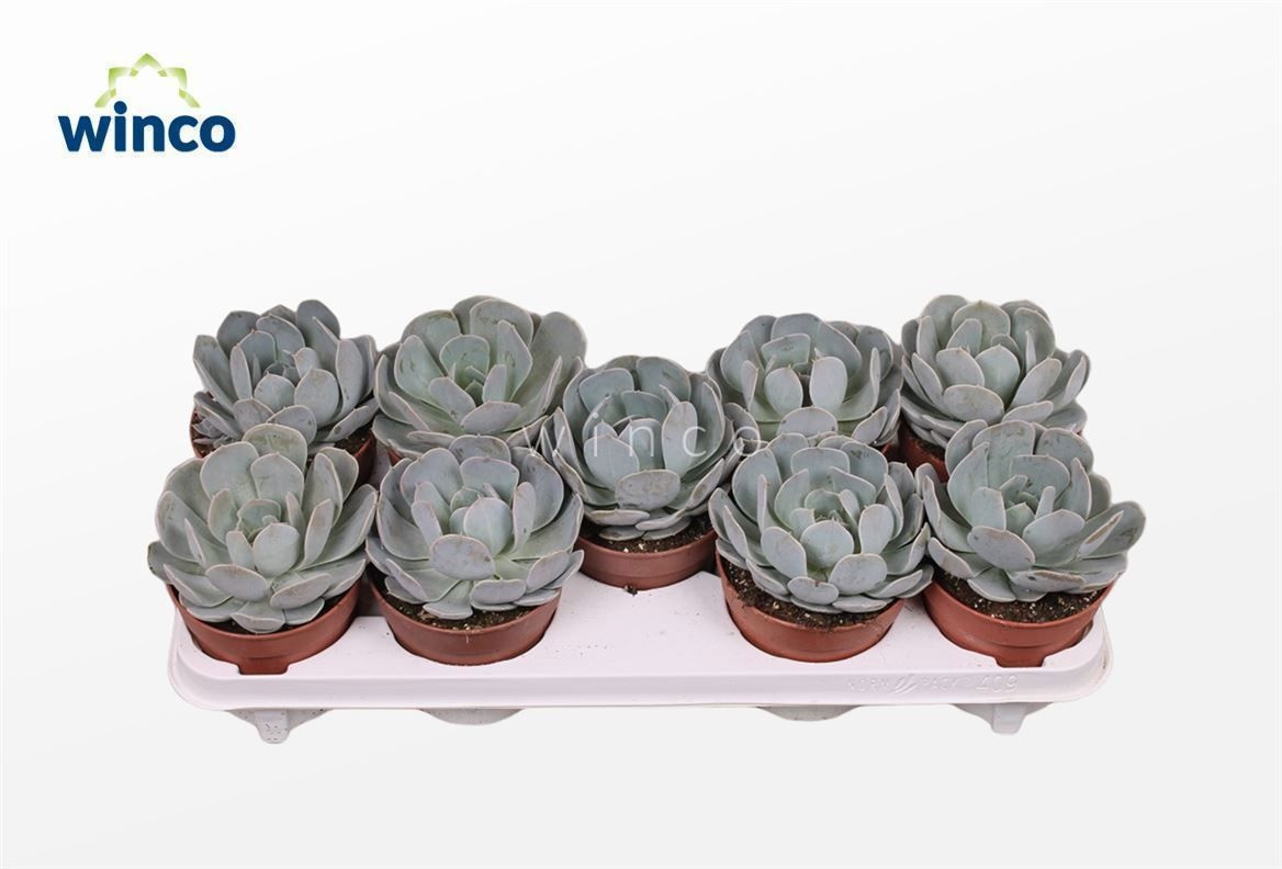 Echeveria Grey Prince, D 12