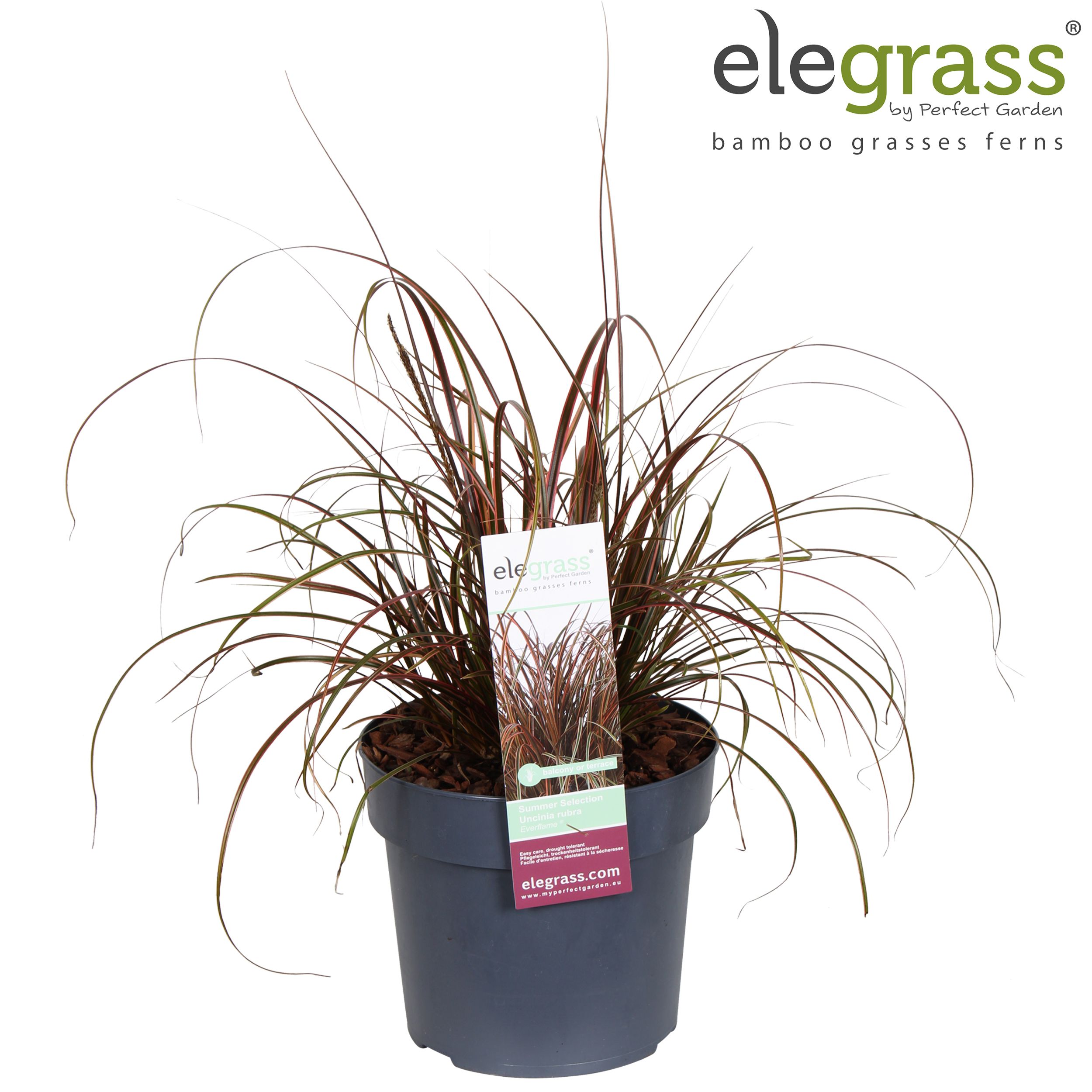 Uncinia rubra 'Everflame' P19, D 19