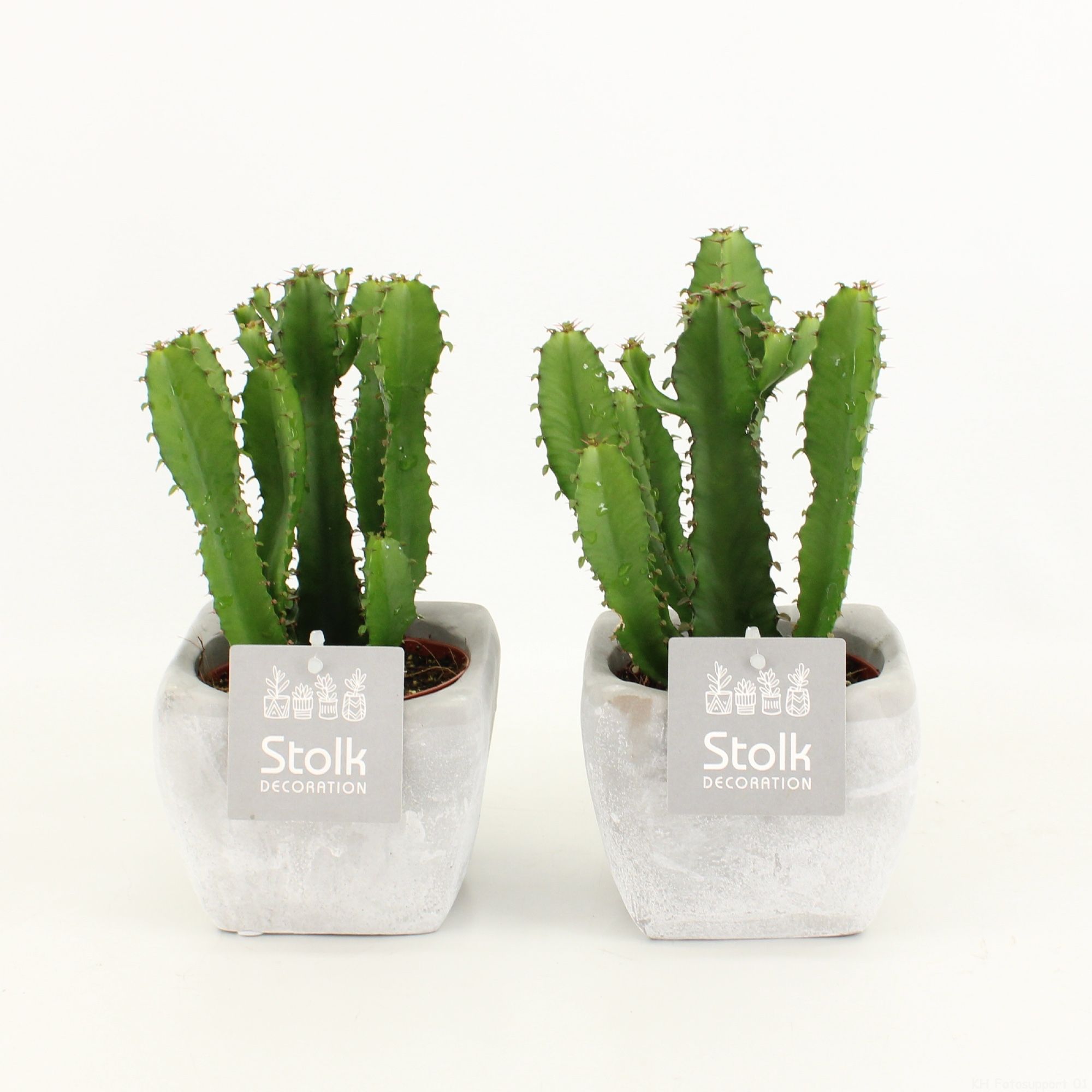 Euphorbia Triangularis 10,5 in vierkante stone pot, D 11 cm