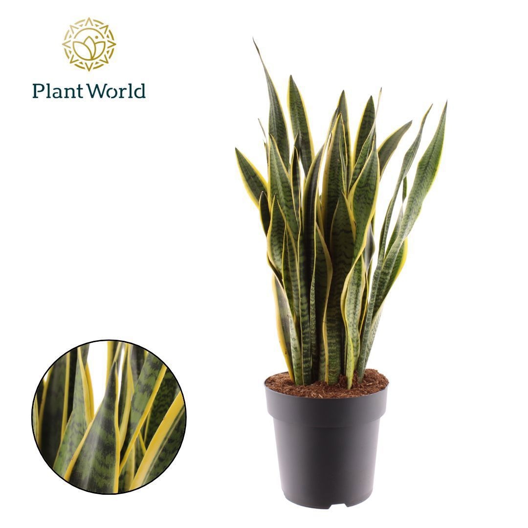 Sansevieria Laurentii 100-110 cm, D 27