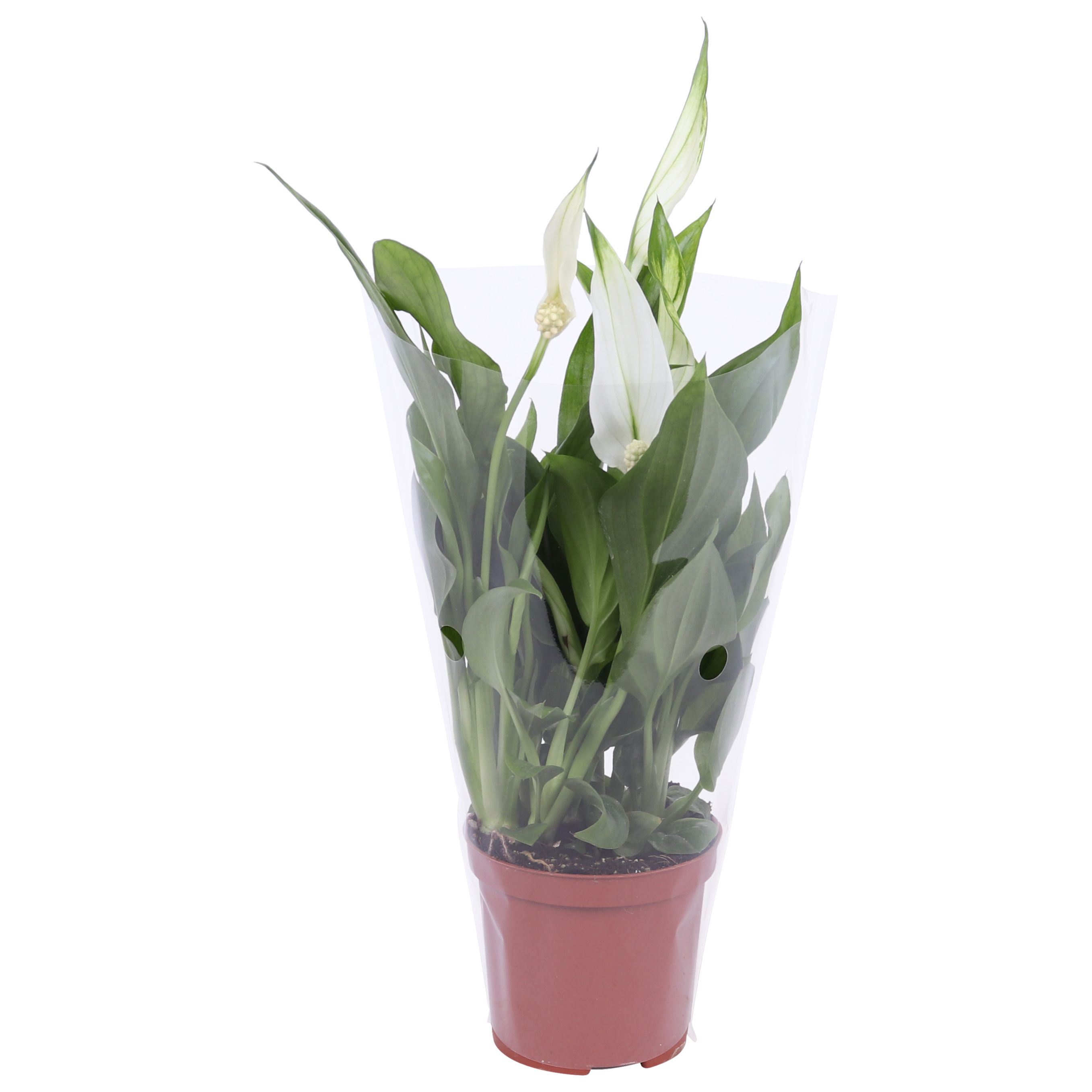 Spathiphyllum Cupido 7cm, blanco hoes, D 7