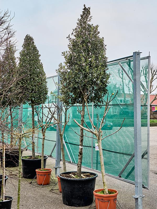 Quercus ilex, D 80 cm