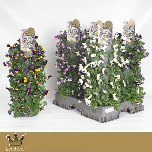 Viola Cornuta Wanderella - Mixtray 1, D 15