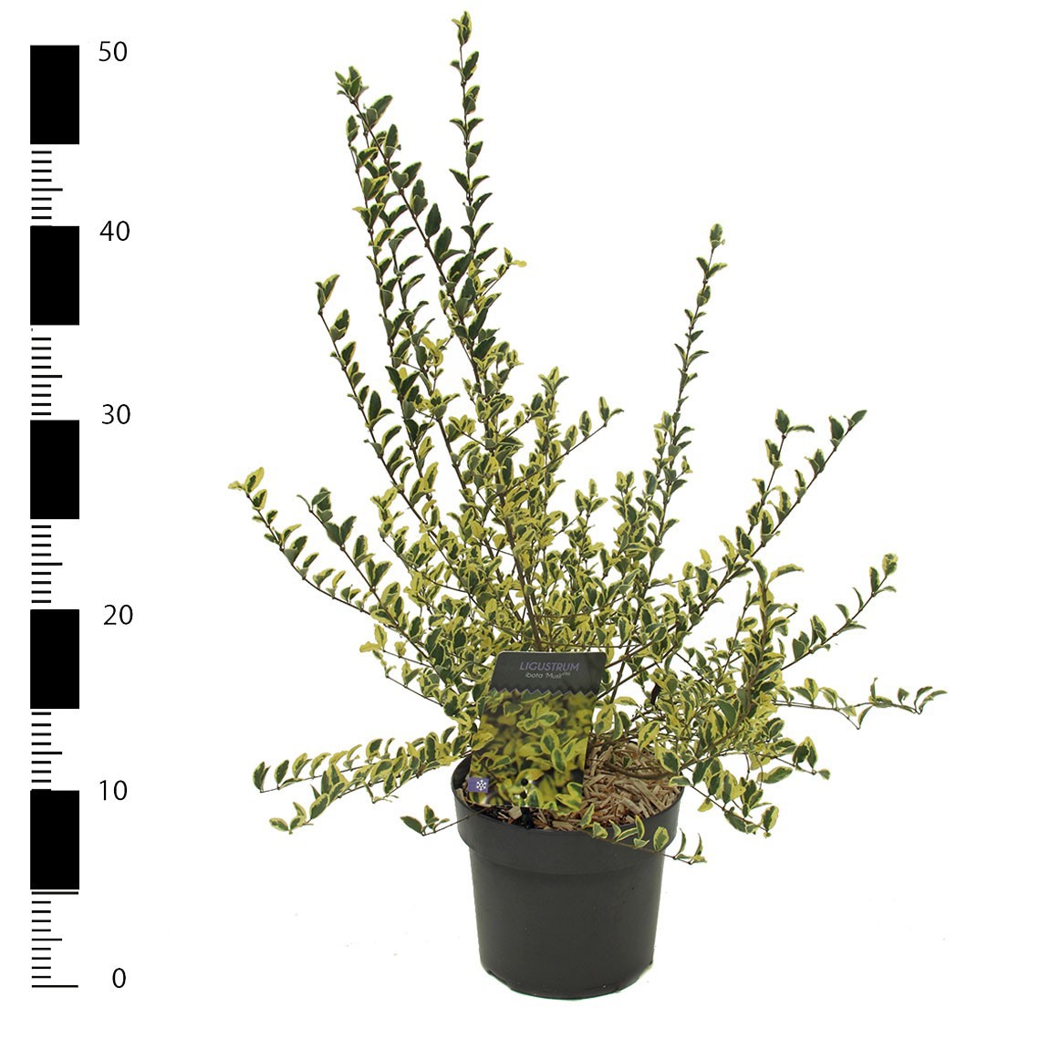 Ligustrum ibota 'Musli', D 17