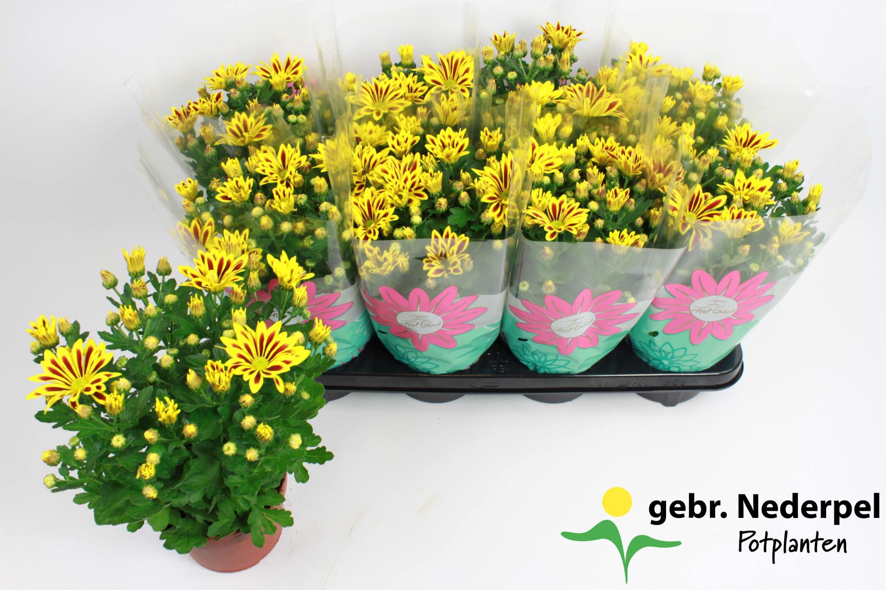 Chrysant Lake Worth Stadium 2, D 14 cm