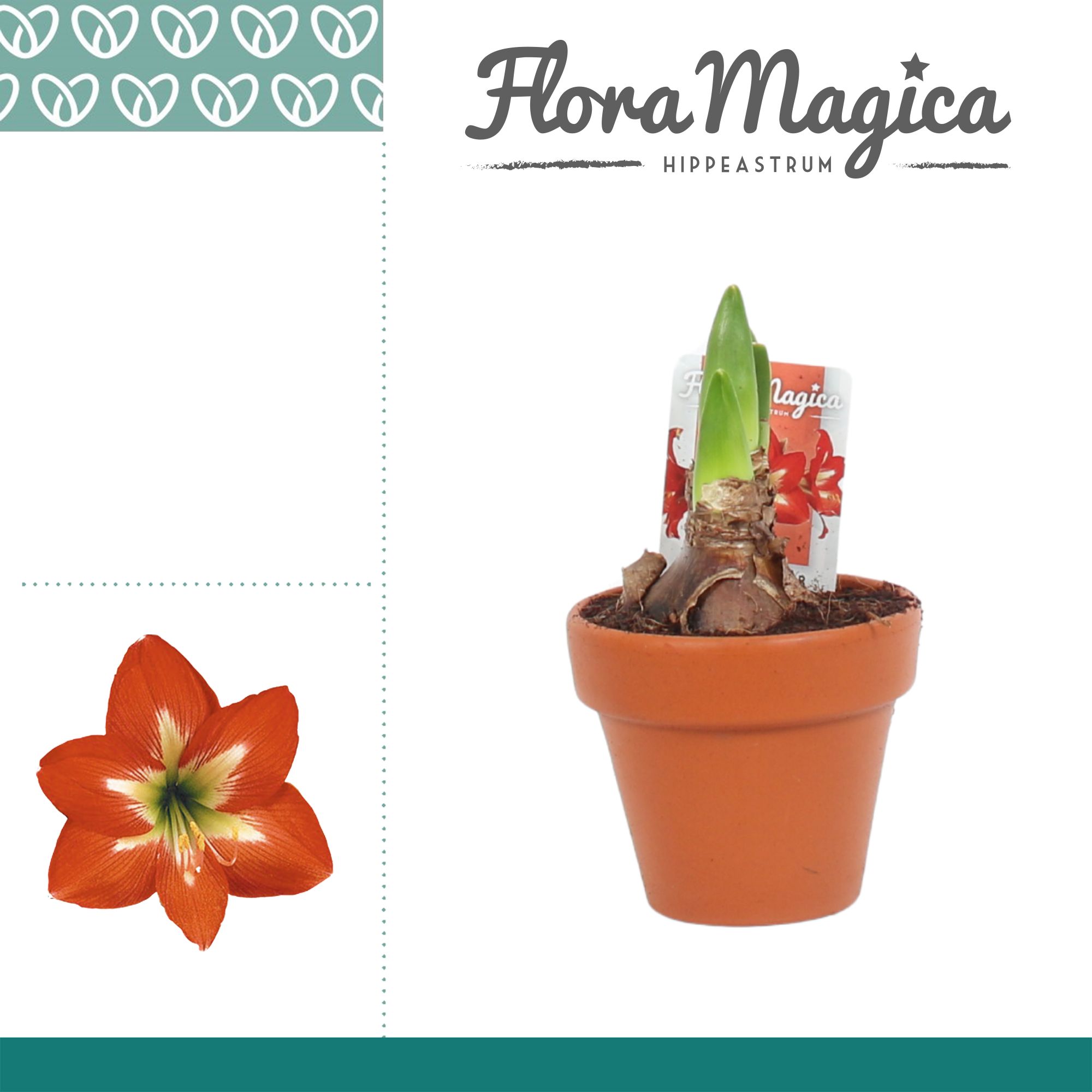 Amaryllis Kolibri Christmas Star 2 Knop Terracotta OP, D 9 cm