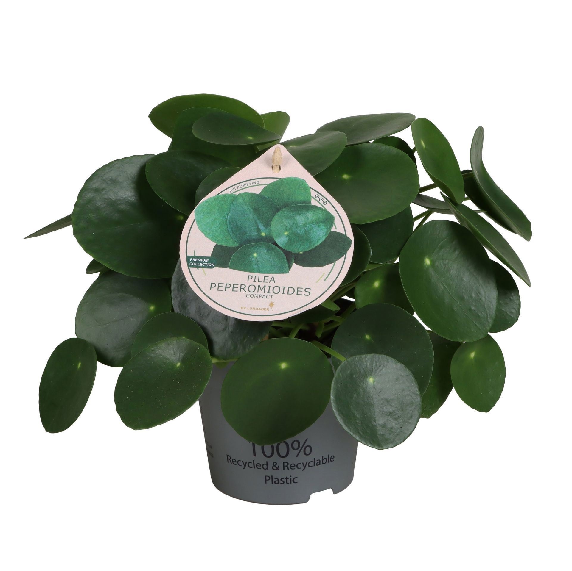 Pilea Peperomioides Compact 12cm, D 12