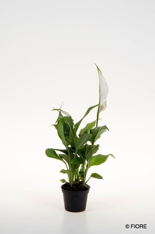 SPATHIPHYLLUM WALLISII 'TANGO', D 6