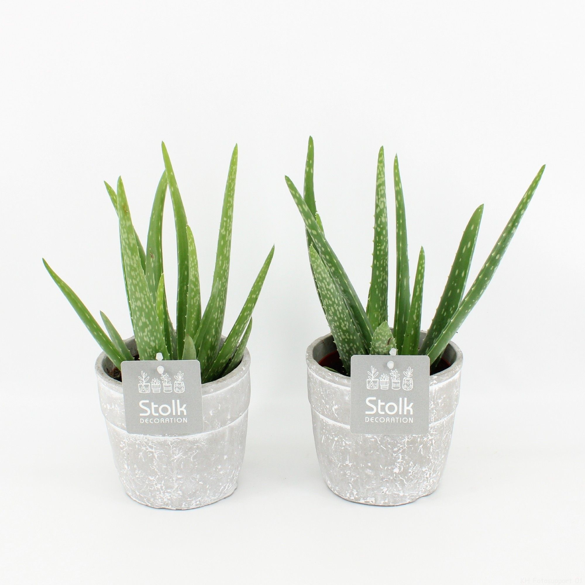 Aloe Vera in stone look pot, D 13