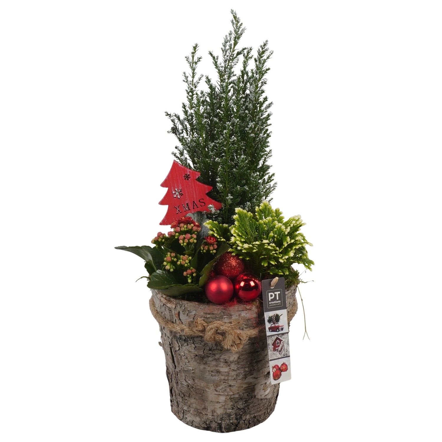 PTCHR7348 Arrangement Christmas Red in houten pot, D 17 cm