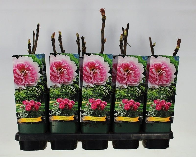 Paeonia Suffruticosa Yin Hong Qiao Dui C2 - 2 tak, D 14