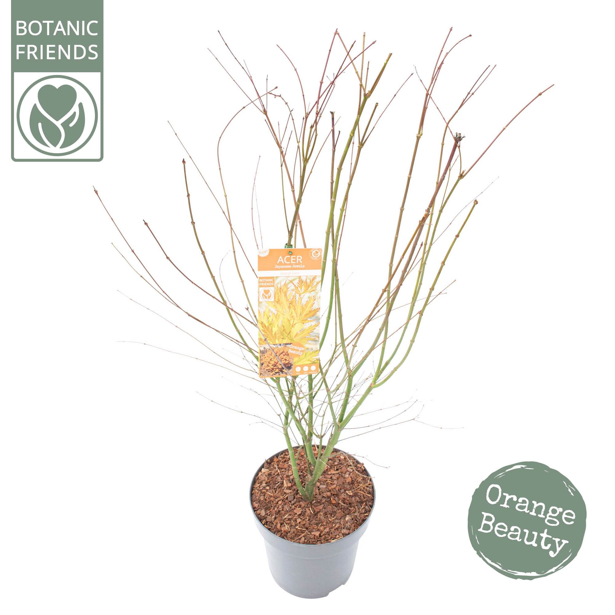 Acer palm. 'Orange Lace' ®, D 29