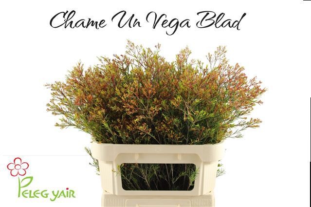 Шамелациум Вега Лиф 80, шт.