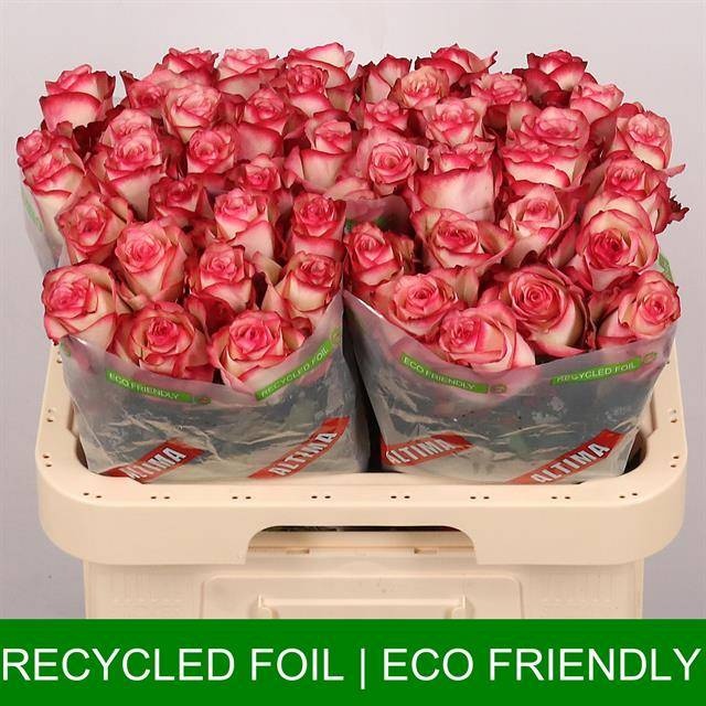 Роза од. Палома 60, шт.