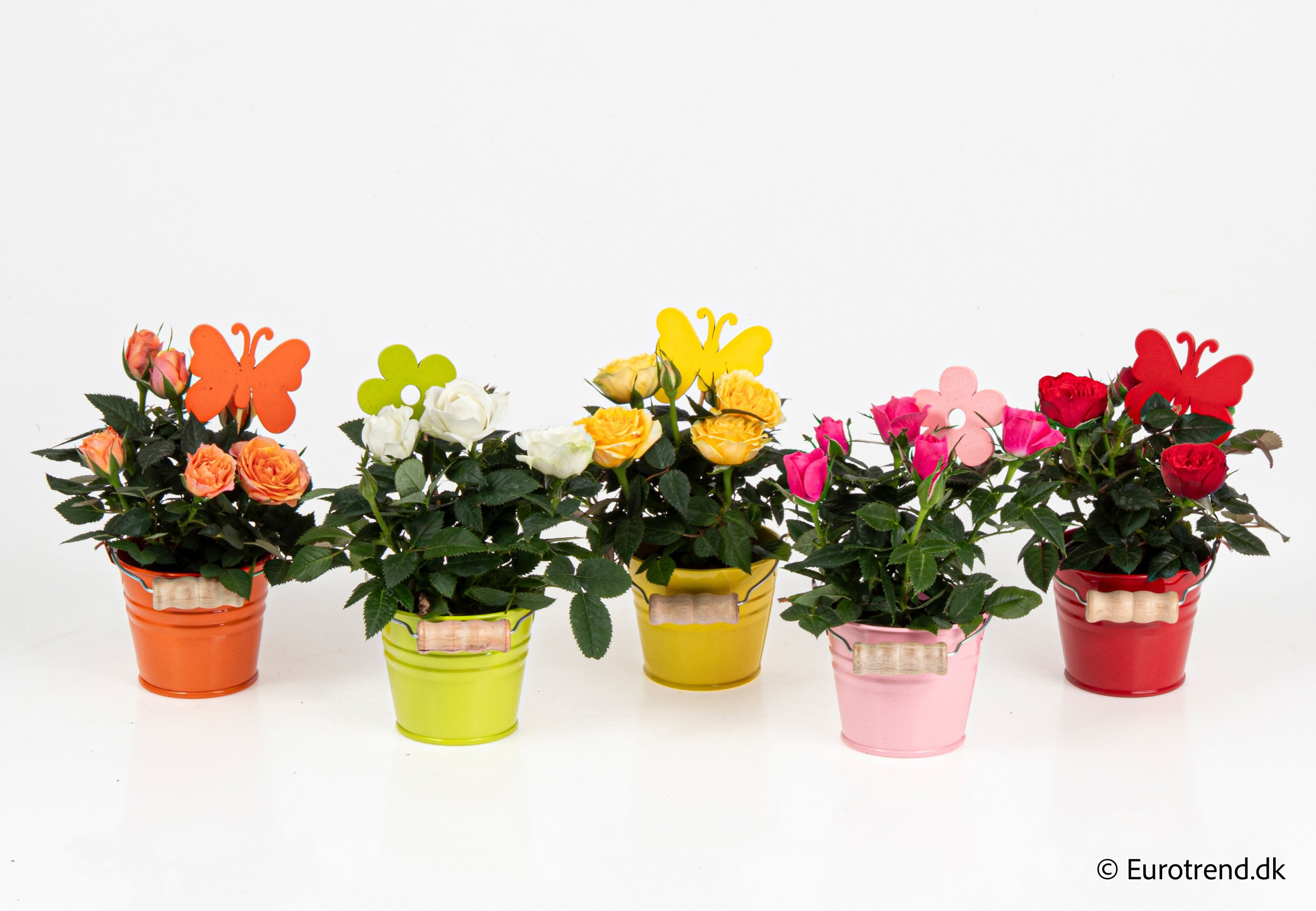 Roses in Spring, Summer & Autumn ceramic 2026, D 6