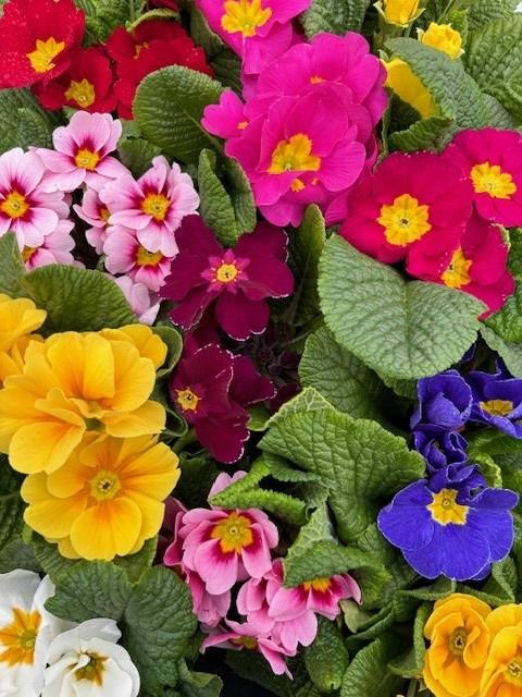 PRIMULA VULGARIS-HYBRID 'HETHOR', D 11