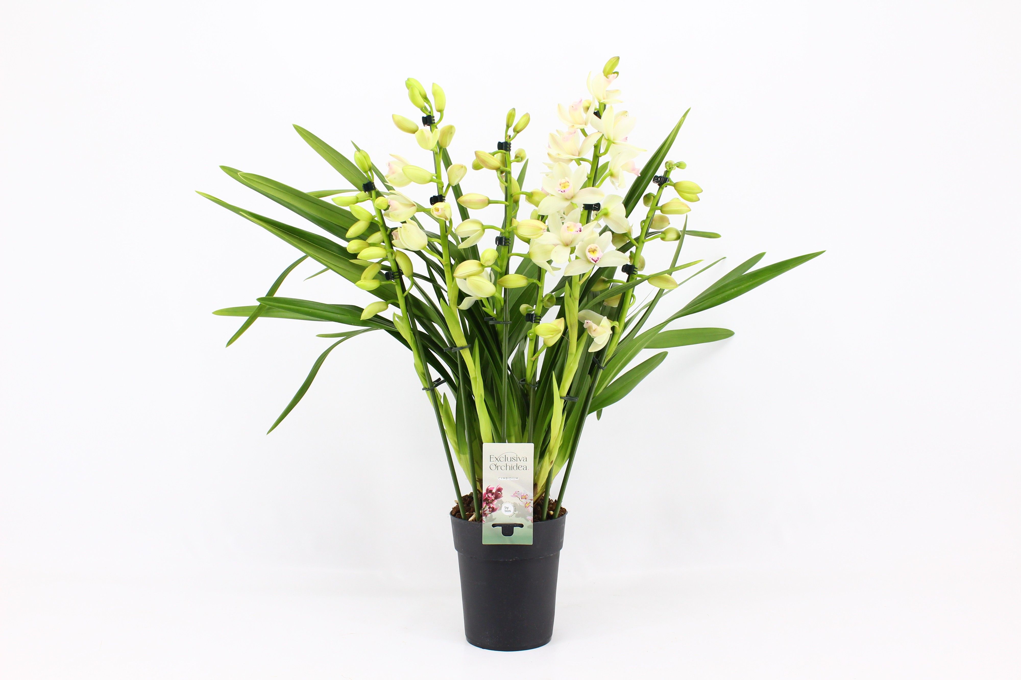 Cymbidium, Heino 5+ tak P14 'Exclusiva Orchidea', D 14