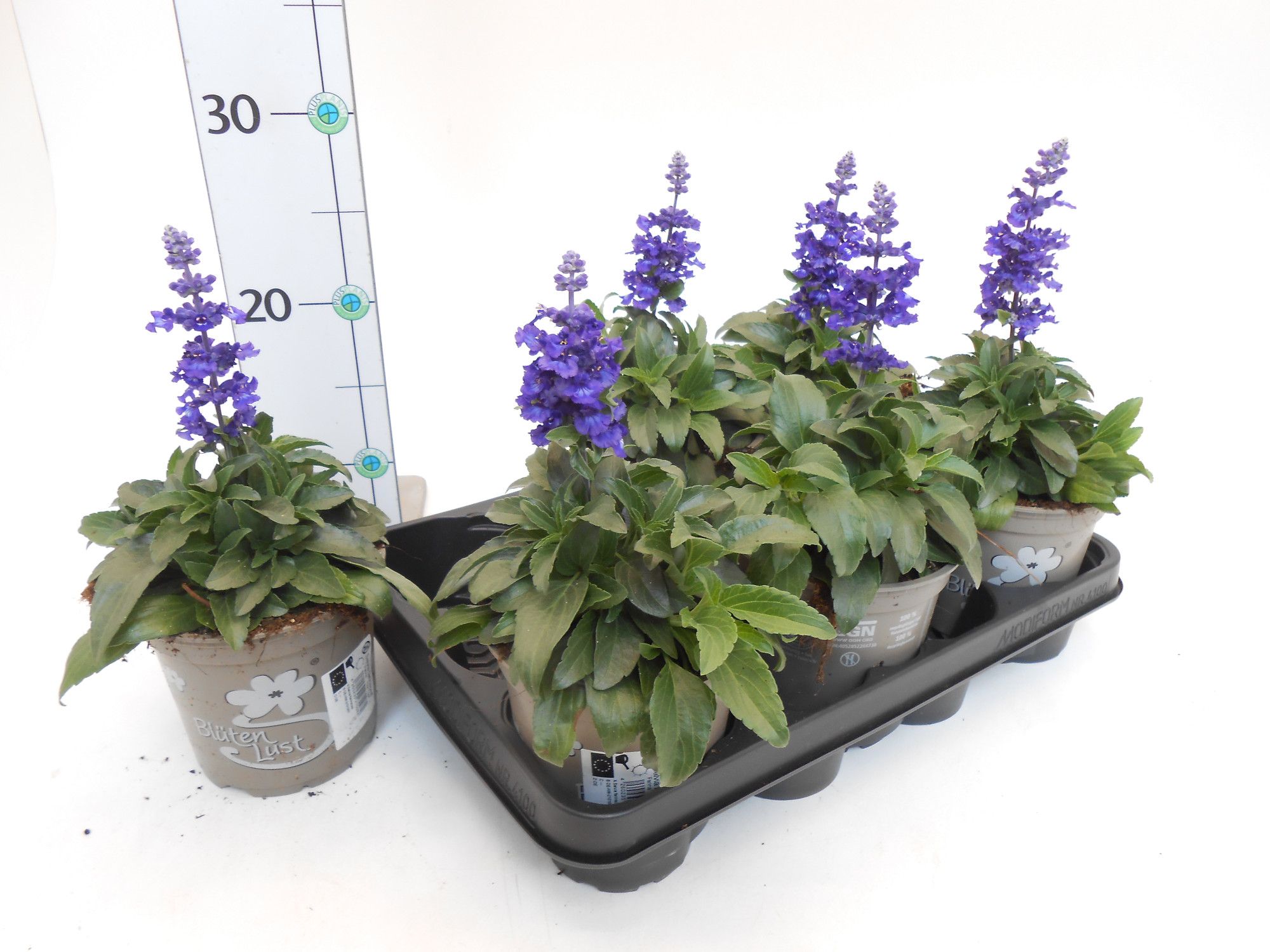 Salvia farinacea, D 13