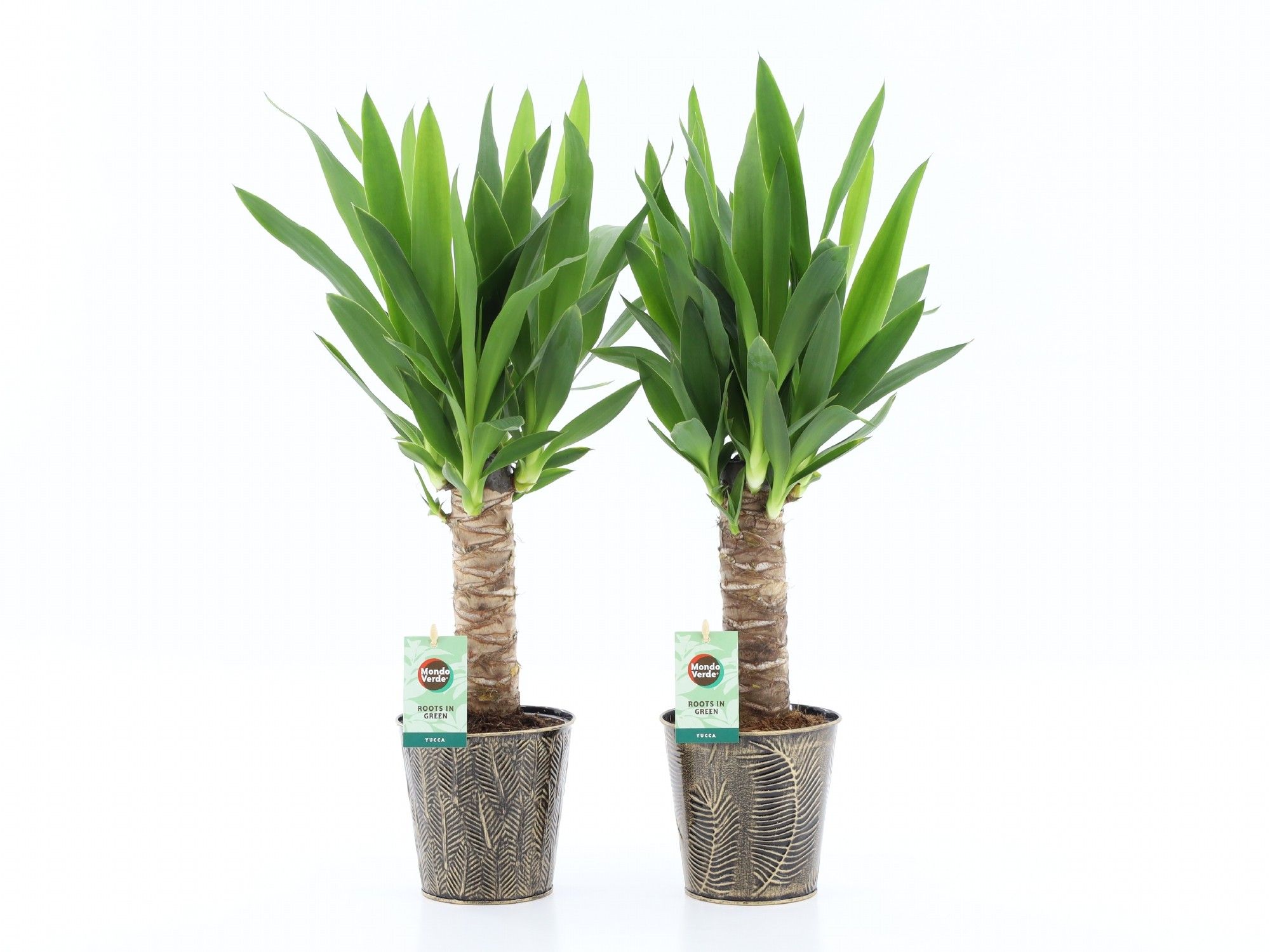 Yucca 25cm Hout 3+ kop in Iron-Leaf, D 13