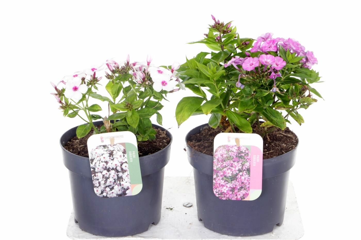 Phlox paniculata mix, D 17 cm